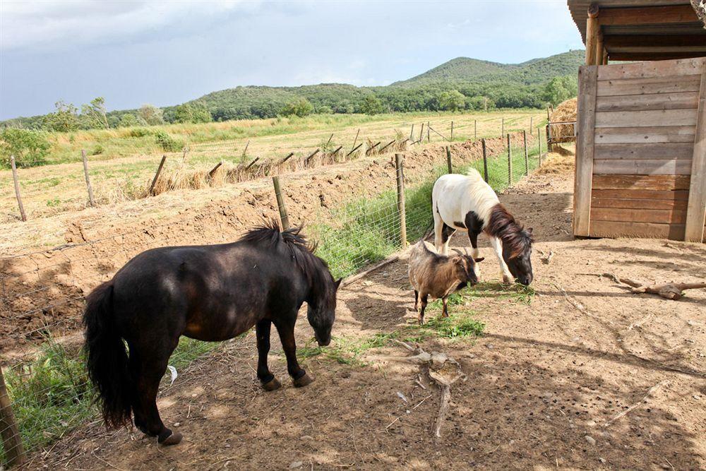 Agriturismo Da Lorena Marsiliana Ngoại thất bức ảnh